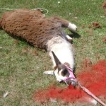 Dead Lama