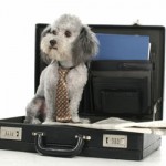 briefcase-dog