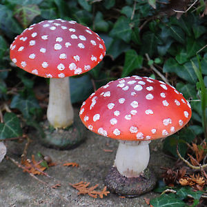 Beckworth_Magic_Mushrooms
